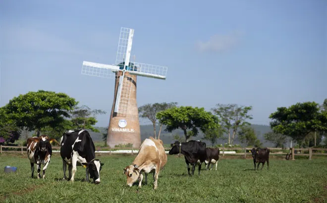 Vì sao sữa tươi Organic của Vinamilk được người tiêu dùng Singapore ưa chuộng?