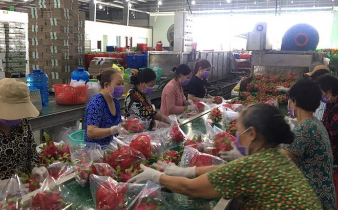 Vì sao thanh long từ 5.000 đồng lên 40.000 đồng/kg chỉ trong vài ngày?