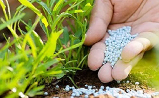 Giá dầu thế giới lao dốc, cổ phiếu phân bón "thăng hoa"