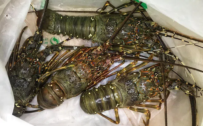 Giá tôm hùm rẻ hơn thời ‘giải cứu’