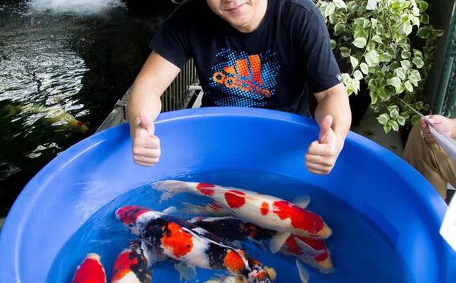 Đại gia kín tiếng Sài thành sở hữu đàn cá Koi ‘vạm vỡ, độc nhất vô nhị’, có con giá nửa tỷ