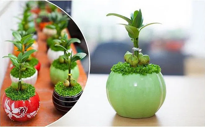 Cây tài lộc còn được gọi là cây ‘Thần Tài’, đặt ở đâu lộc chảy về chỗ đó