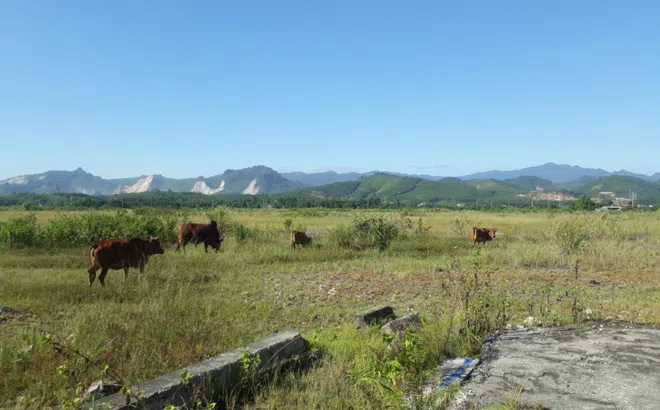 Quảng Ninh: Dự án ‘treo’ hơn 10 năm… trở thành nơi chăn bò