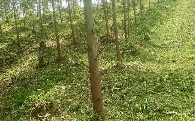 Bắc Giang: Cần làm rõ việc tranh chấp đất rừng giữa Lâm trường Đồng Sơn và hơn 50 hộ dân tại Yên Thế