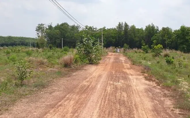 Tổng giám đốc Công ty KingLand bị bắt tạm giam