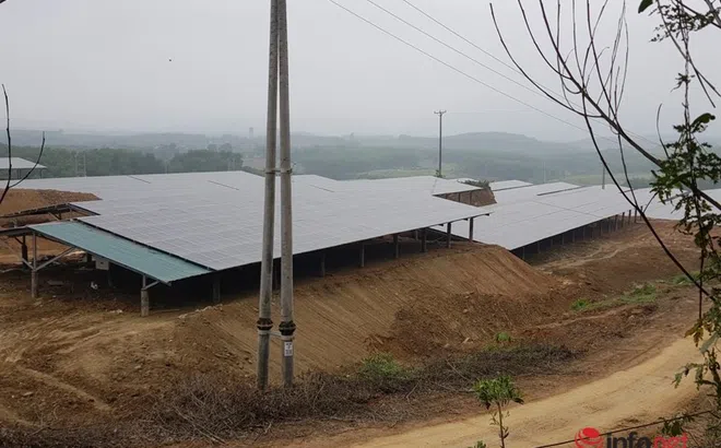 HÀ NỘI: Thông tin mới nhất vụ chủ vườn lan đột biến nghi ôm trăm tỷ bỏ trốn